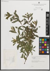 Foto von Salix purpurea L.